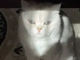 SCOTTİSH FOLD BEYAZ ERKEK 1 YAŞINDA