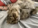 Kedi sahiplendirme