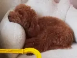 Orjinal Toy Poddle 1 yaşında, kısırlaştırılmamış