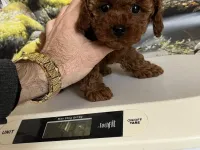 Çok Tatlı, Dişi Toy Poodle Yavrusu