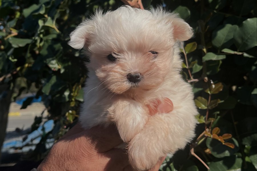 Korean maltese 1