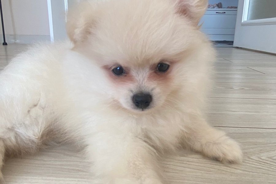 Pomeranian boo erkek eşyalarıyla birlikte satilik 3