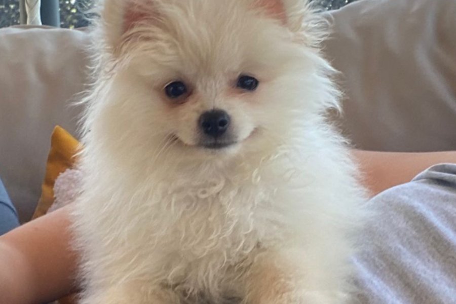 Pomeranian boo erkek eşyalarıyla birlikte satilik 2