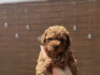 Anne altından ev doğumlu Toy poodle yavrular