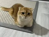 Bal kedimize güzel bir yuva arıyoruzzzz!!!