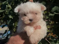 Korean maltese
