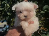Korean maltese