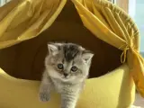 British short hair yavruları