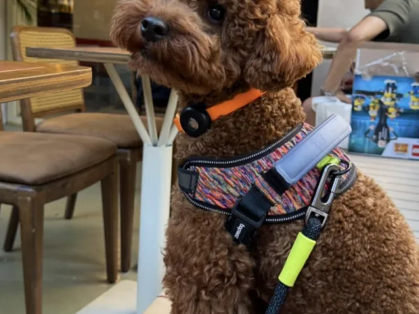 Erkek toy poodle Kadıköy çiftleştirme