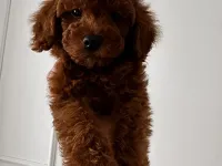 Kore Red Brown Toy Poodle Yavru 2 aylık erkek