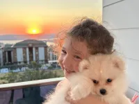 Pomeranian  boo erkek eşyalarıyla birlikte satilik