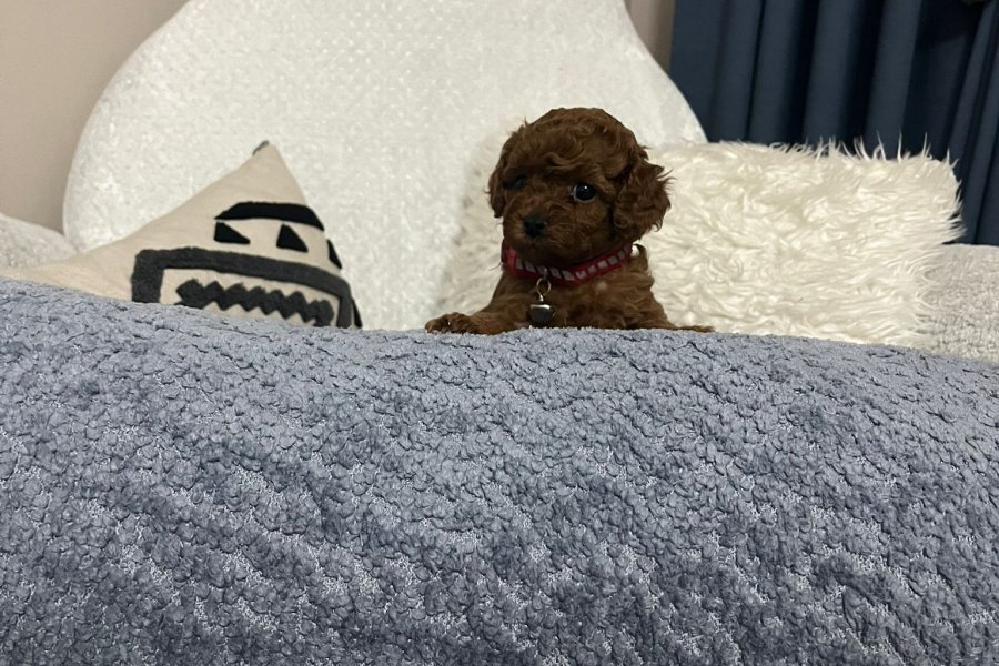 Toy poodle Kore ırk garantili 2