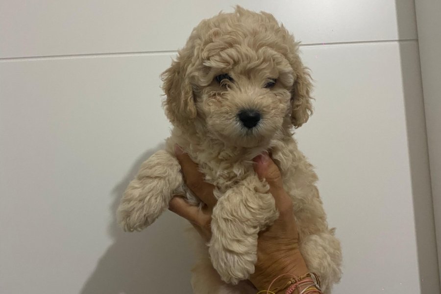 Apricot toy poodle yavrular 1