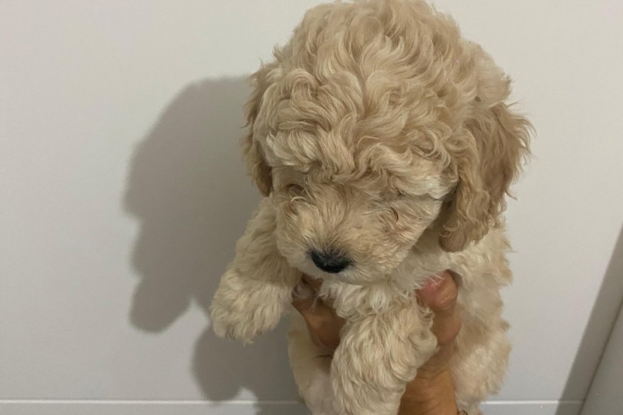 Apricot toy poodle yavrular 2