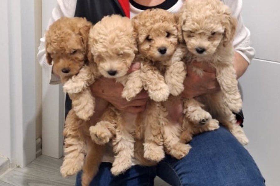 Apricot toy poodle yavrular 3