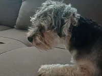 2 YAŞINDA ERKEK YORKIEPOO LEO