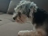 2 YAŞINDA ERKEK YORKIEPOO LEO