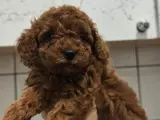 Toy poodle Kore ırk garantili