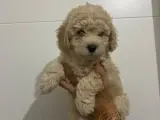 Apricot toy poodle yavrular