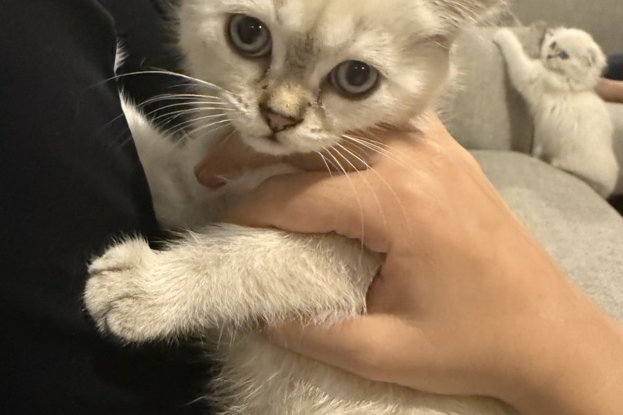 2 aylık yavru kedi Scotish fold 3