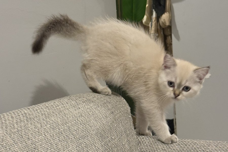 2 aylık yavru kedi Scotish fold 2