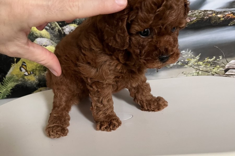 Çok Tatlı, Safkan, Dişi Toy Poodle Yavrusu 2