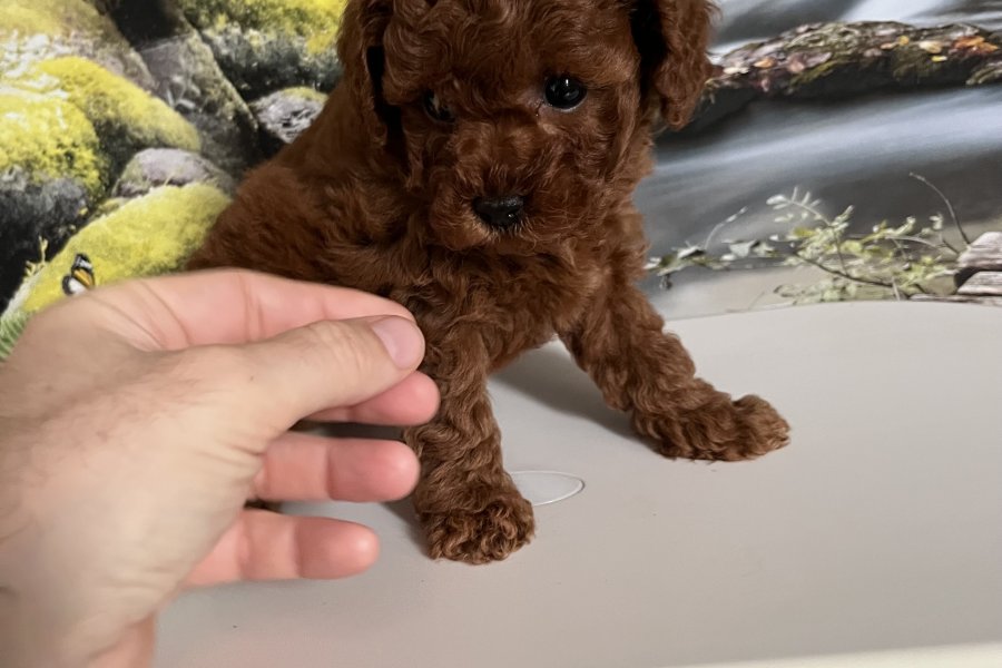 Çok Tatlı, Safkan, Dişi Toy Poodle Yavrusu 3