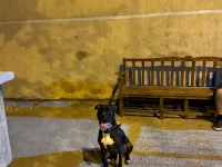 acill verilecektir çok uysal