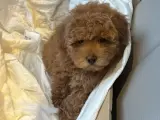 2 Aylık Red Toy Poodle Dişi