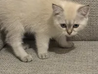2 aylık yavru kedi Scotish fold