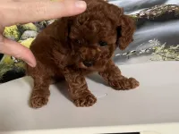 Çok Tatlı, Safkan, Dişi Toy Poodle Yavrusu