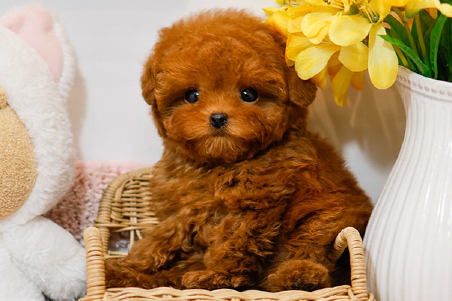 SITENIN GOZDESI TOY POODLE YAVRUCAKLARIMIZ 2