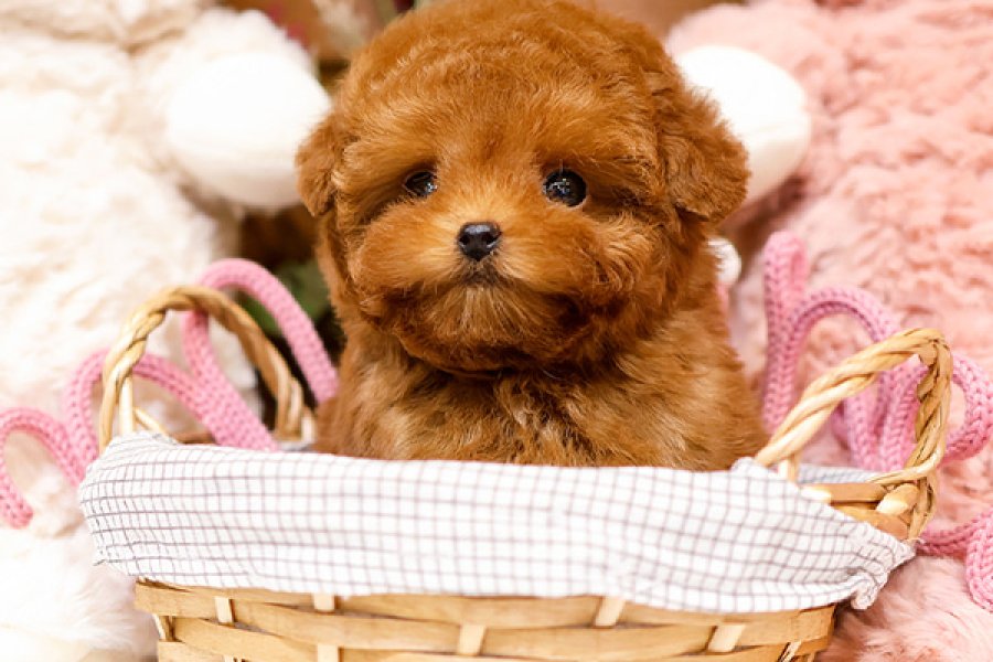SITENIN GOZDESI TOY POODLE YAVRUCAKLARIMIZ 3