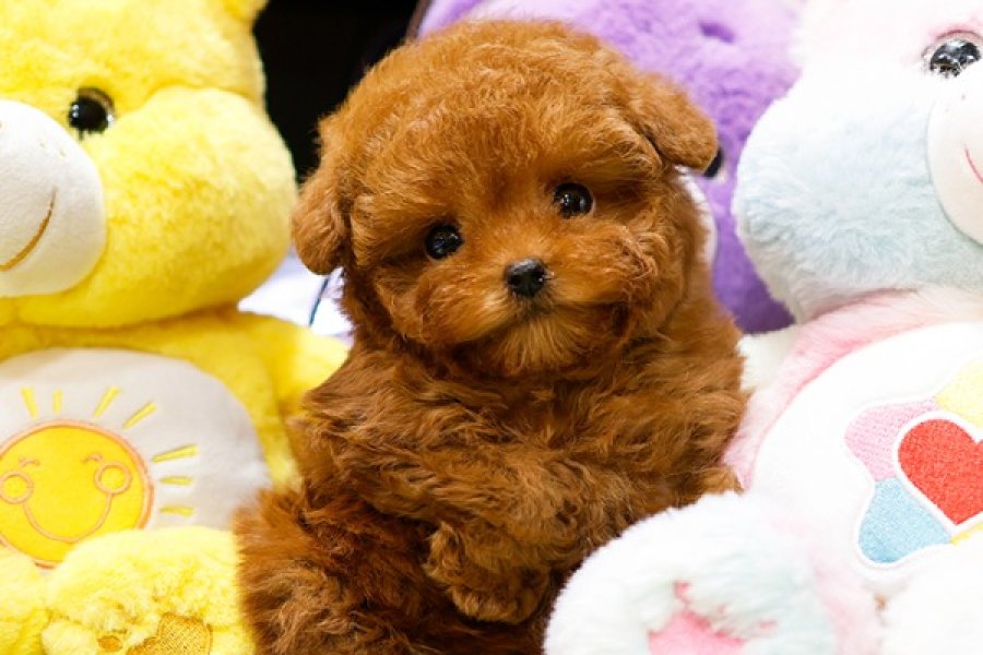 SITENIN GOZDESI TOY POODLE YAVRUCAKLARIMIZ 4