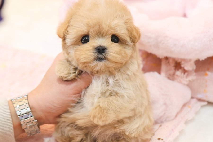 Seker kivaminda cok ozel toy poodle bebeklerimiz 2