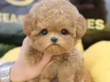 CANA YAKIN KORE TOY POODLE BEBEKLERIMIZ