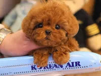 RED BROWN KORE TOY POODLE BEBEKLERIMIZ