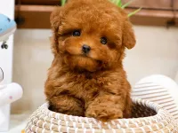 SITENIN GOZDESI TOY POODLE YAVRUCAKLARIMIZ
