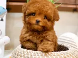 SITENIN GOZDESI TOY POODLE YAVRUCAKLARIMIZ