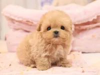 Seker kivaminda cok ozel toy poodle bebeklerimiz