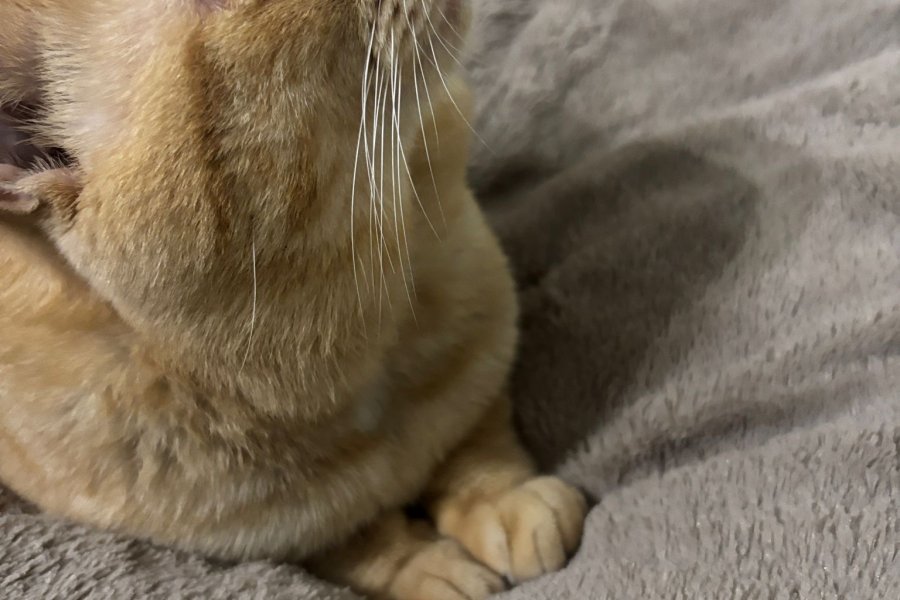 Sevimli British Shorthair Kedimize Yuva Arıyoruz 3