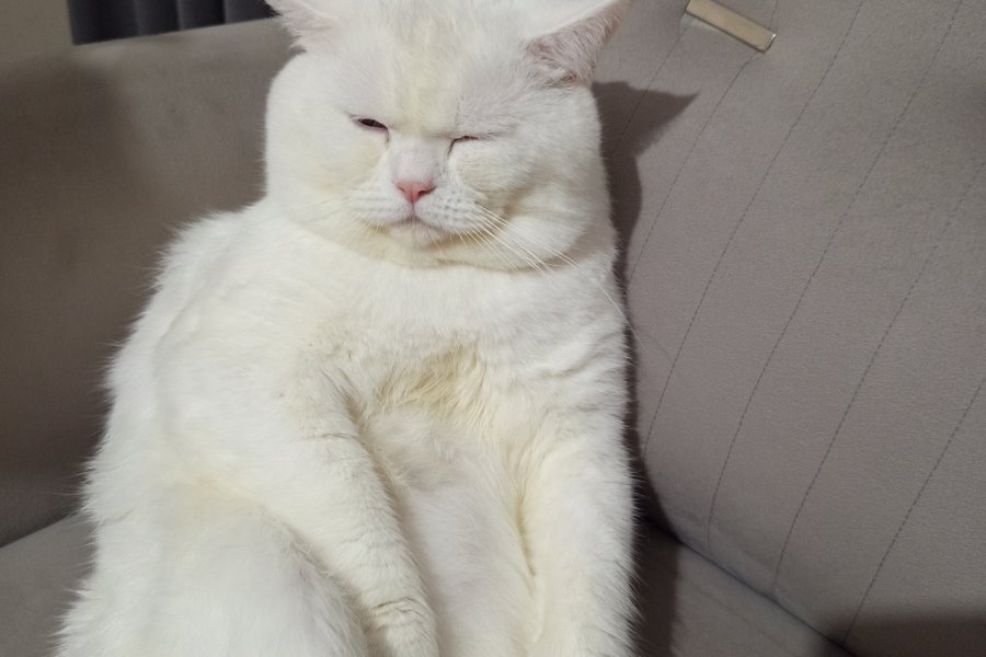 British fold erkek kedi 2