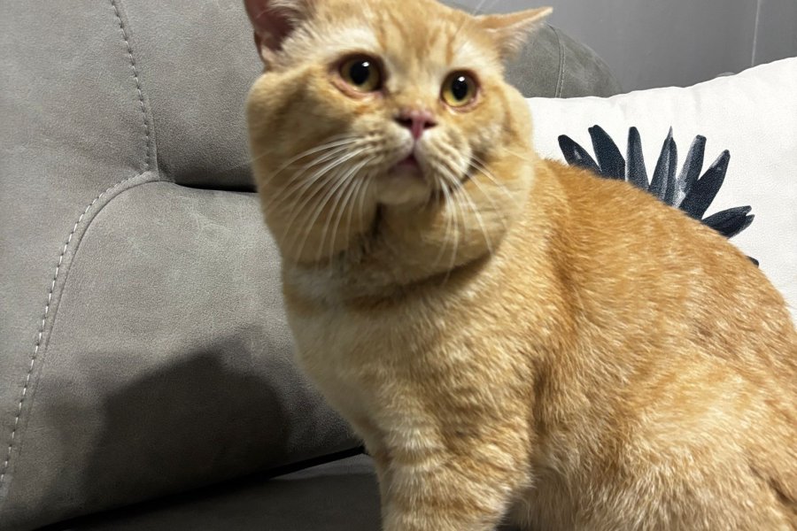 Sevimli British Shorthair Kedimize Yuva Arıyoruz 2