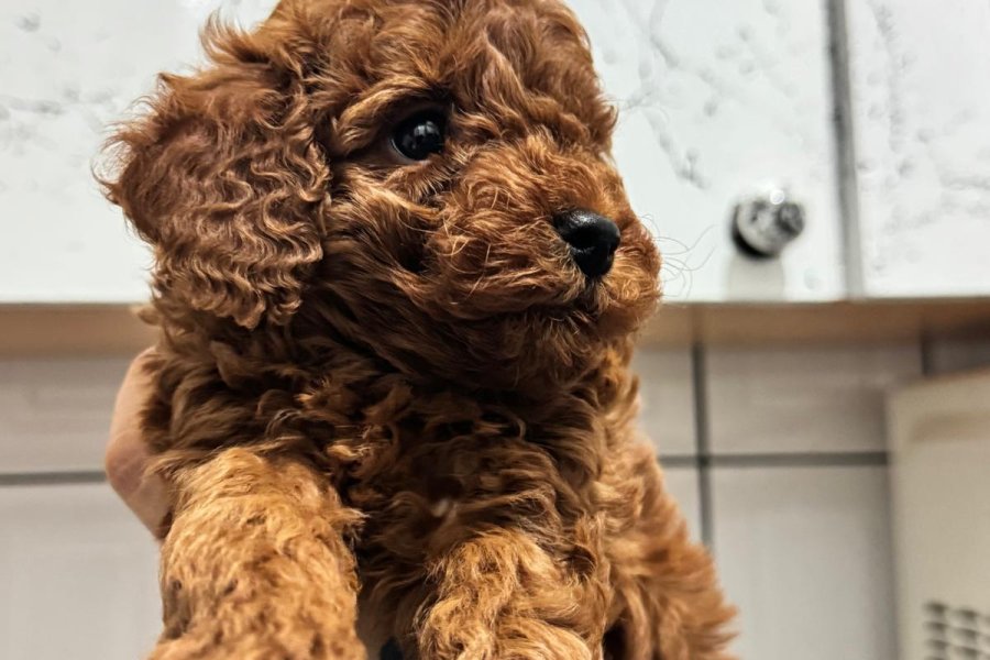Toy poodle Kore ırk garantili 3