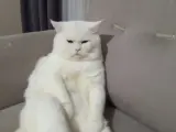 British fold erkek kedi