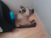 pamugum yeni yuvasini ariyor