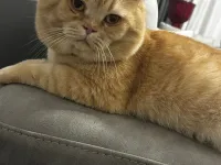 Sevimli British Shorthair Kedimize Yuva Arıyoruz