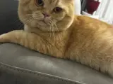 Sevimli British Shorthair Kedimize Yuva Arıyoruz