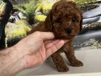 Orijinal Teacup Poodle Yavrusu