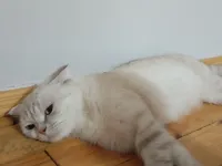british shorthair dişi kedi ücretsiz sahiplendirme